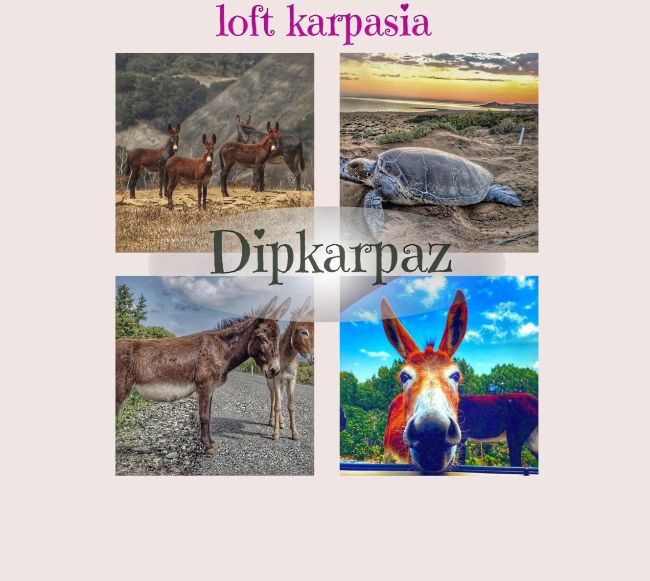 Loft Karpasia Rizokarpaso Bagian luar foto